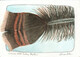 14 01 01 Wild Turkey Feather II
