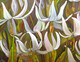 Easter Lilies, 2009