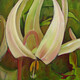 Fawn Lilies IV, 2010