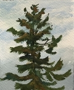 Douglas-fir on Cobble Hill