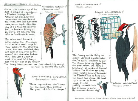 Woodpeckers